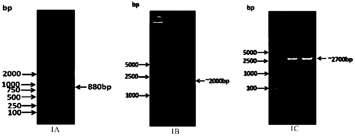 Pig samhd1 gene, protein, monoclonal antibody and application thereof