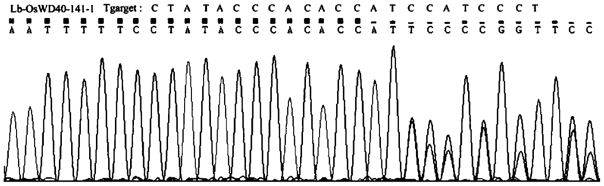 Rice WD40-rich repeat protein OsWD40-141 and coding gene and application thereof