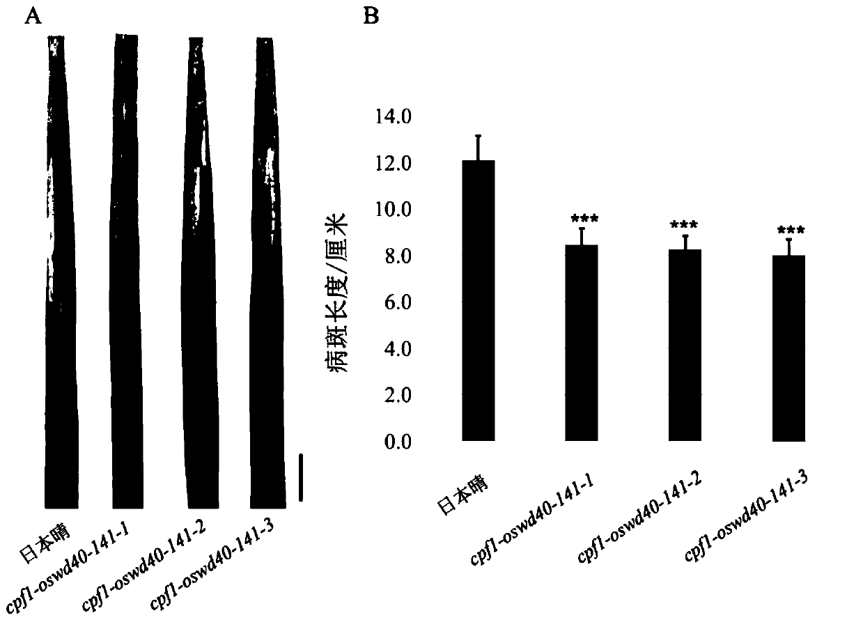 Rice WD40-rich repeat protein OsWD40-141 and coding gene and application thereof