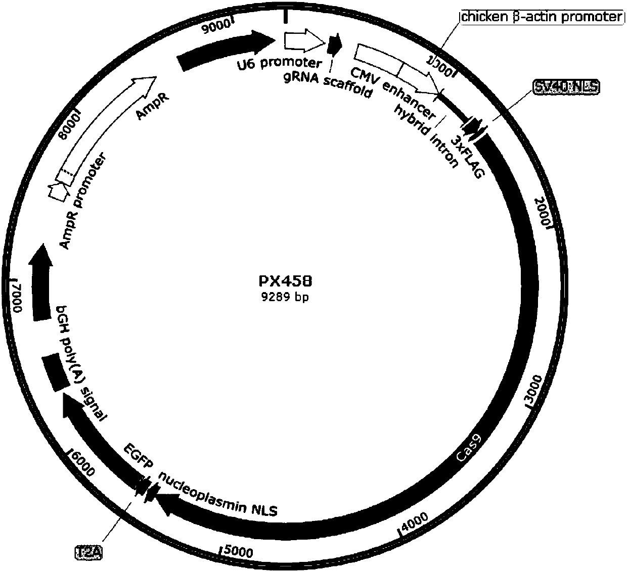 Magnetic nanomaterial-mediated CRISPR/Cas9 T-cell internal delivery system and preparation method and application thereof