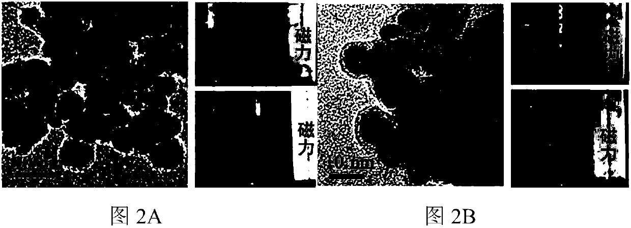 Magnetic nanomaterial-mediated CRISPR/Cas9 T-cell internal delivery system and preparation method and application thereof