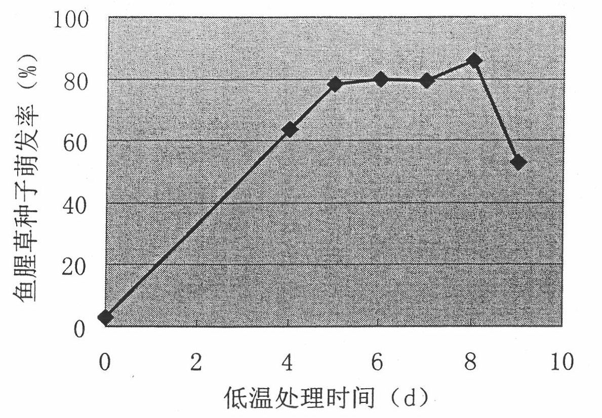 Technology for breeding heartleaf houttuynia herb seedlings