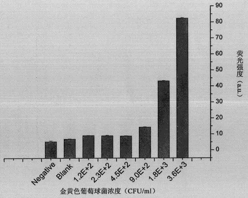 Fluorescent probe and method for rapidly detecting staphylococcus aureus by using same