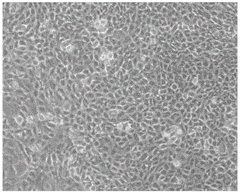 In-vitro culture method of mouse oviduct epithelial cells