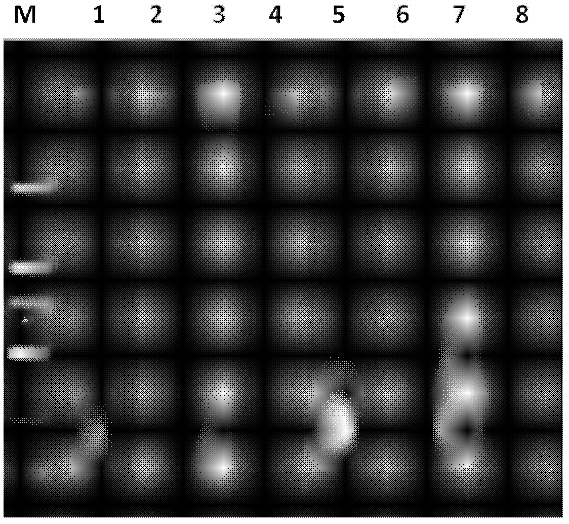 Method for detecting saiga tatarica horn ingredients in mixture and primers used in same