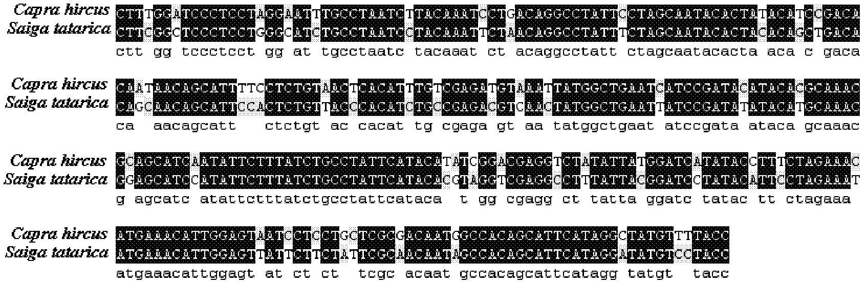 Method for detecting saiga tatarica horn ingredients in mixture and primers used in same