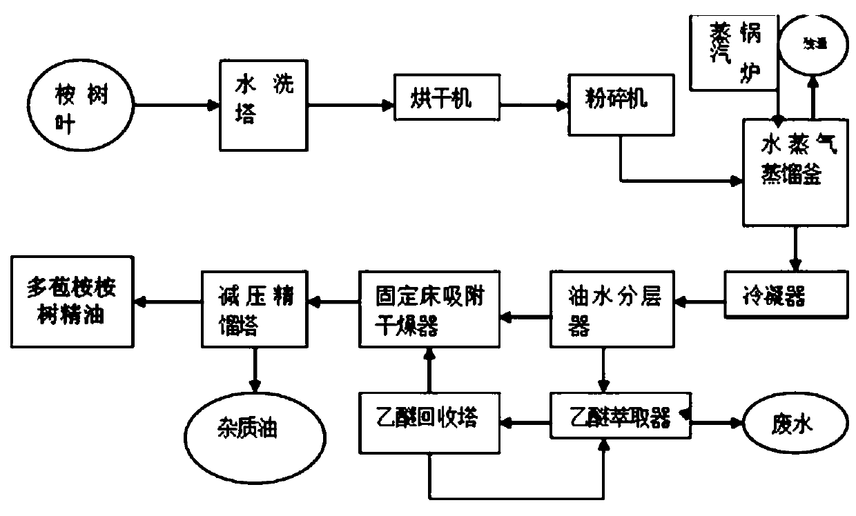 Application of a kind of eucalyptus eucalyptus essential oil and its compound bacterial agent in the preparation of insect repellent for echinoderms