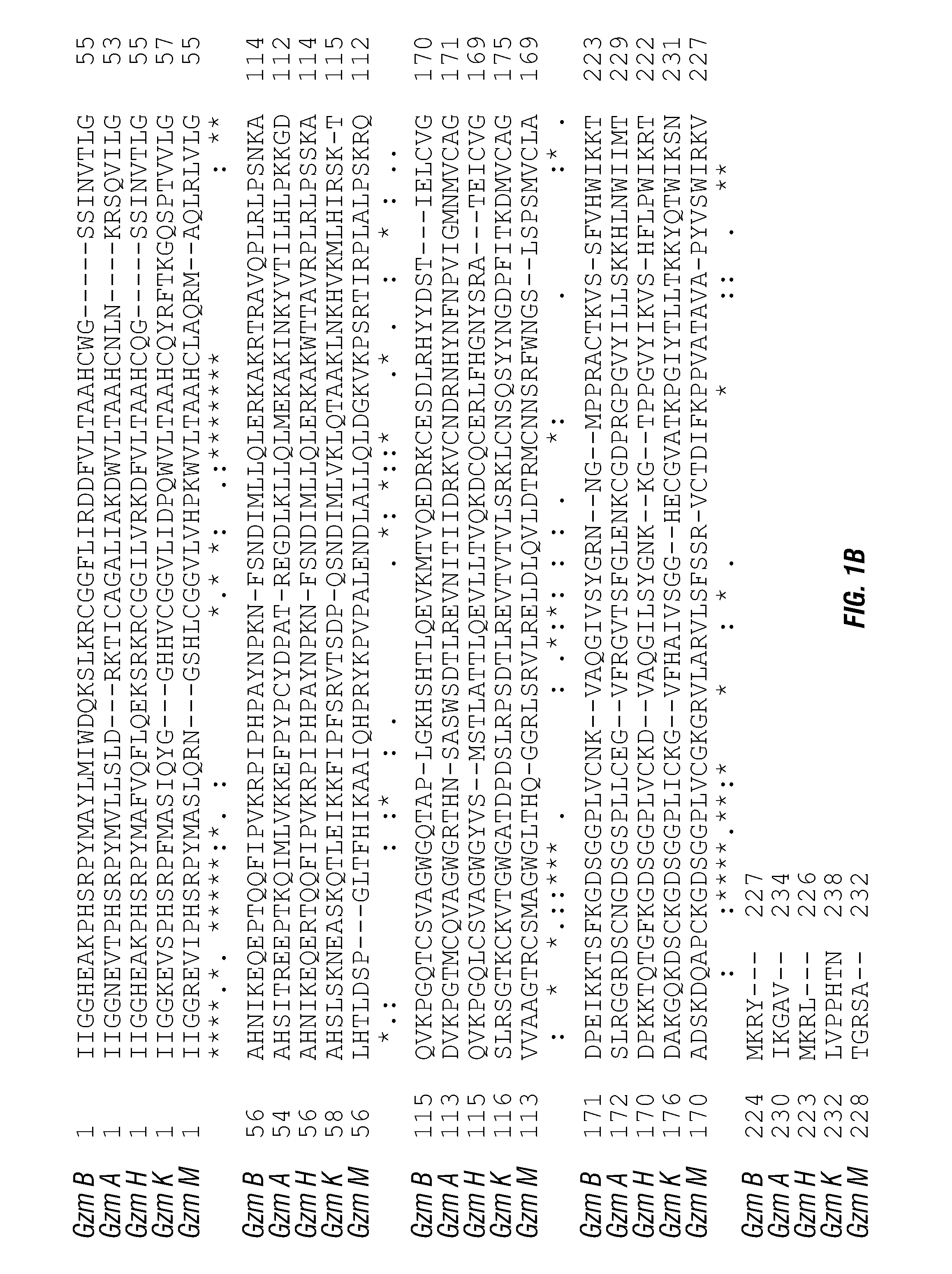 Serine protease molecules and therapies