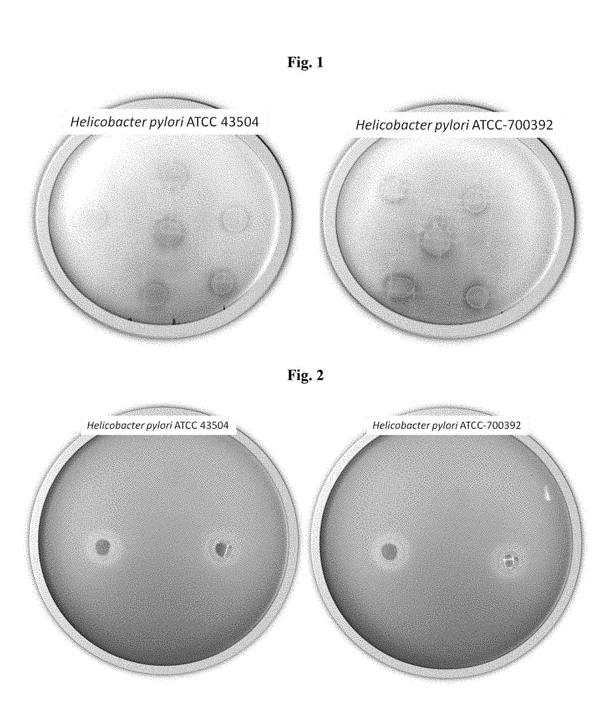 Compositions for management of helicobacter pylori infections