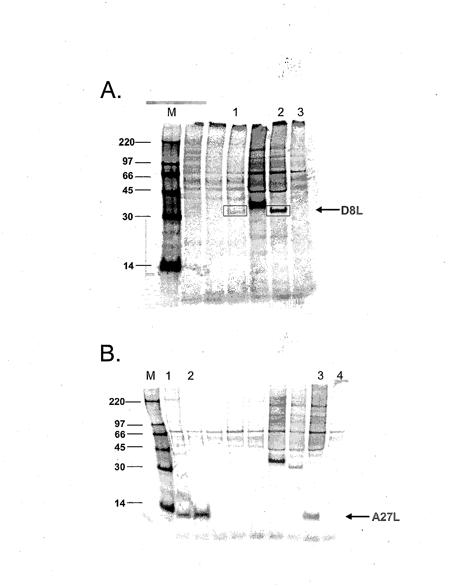 Separation of antigen-specific memory b cells with a conjugated biopolymer surface