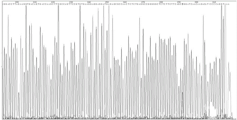 Method and kit for detecting polymorphism of XRCC1 gene