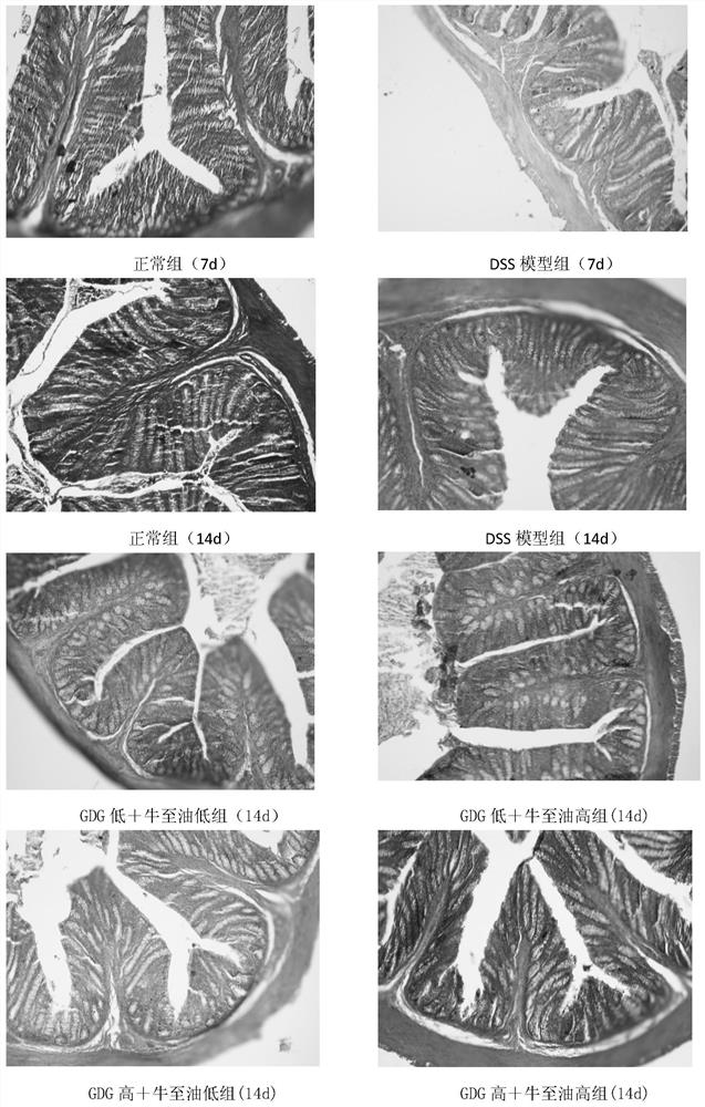 A non-antibiotic colitis repair preparation