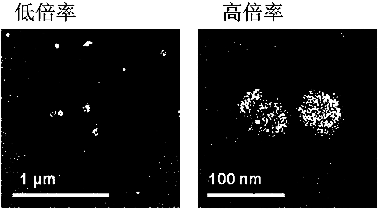 Composition for preventing hair loss or promoting hair growth, containing ginseng-derived exosome-like vesicles