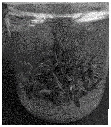 Method for rapidly inducing dendrobium candidum to flower in test tube