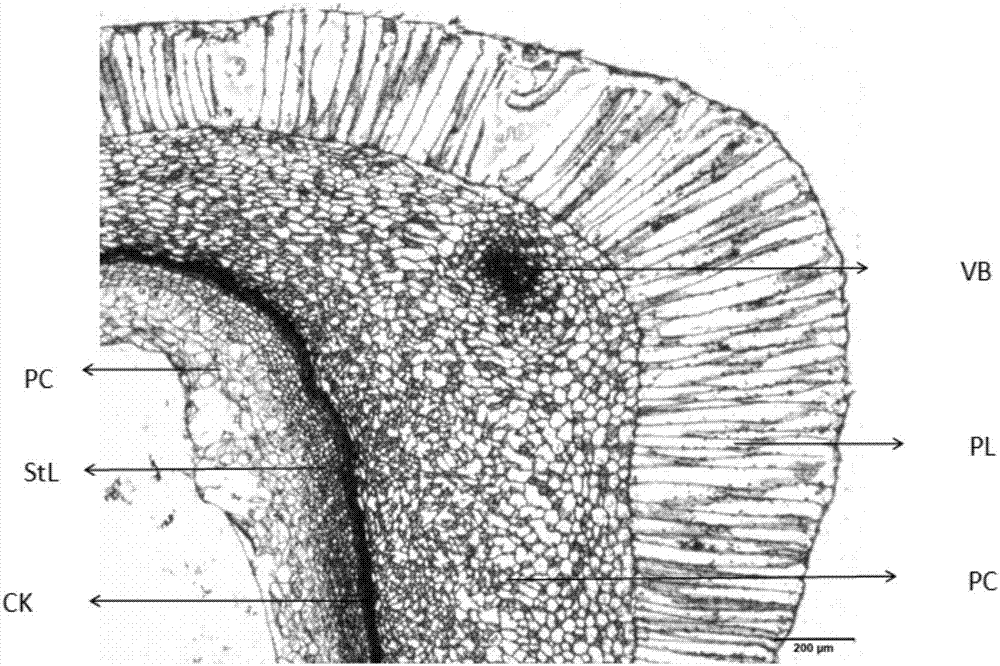 Paraffin section method for pomegranate seed particles