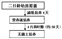 A kind of single spore isolation method of Physiological Race of Plasmodium Chinese cabbage