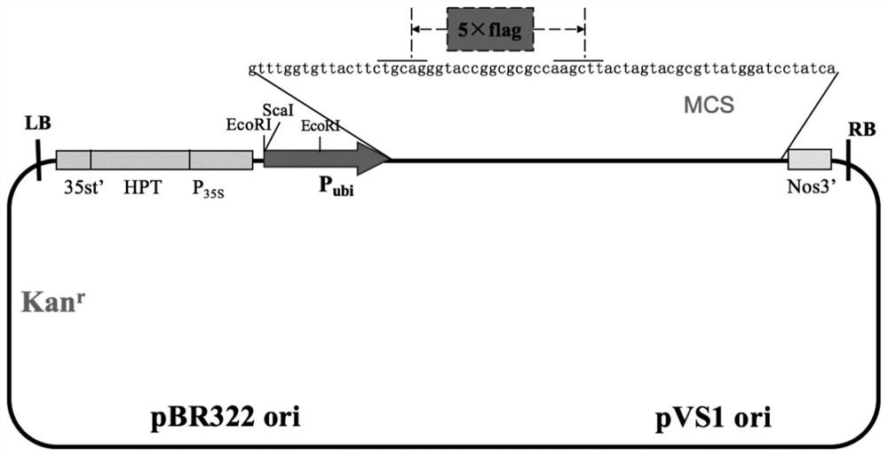 A protein related to rice yield and its coding gene and application