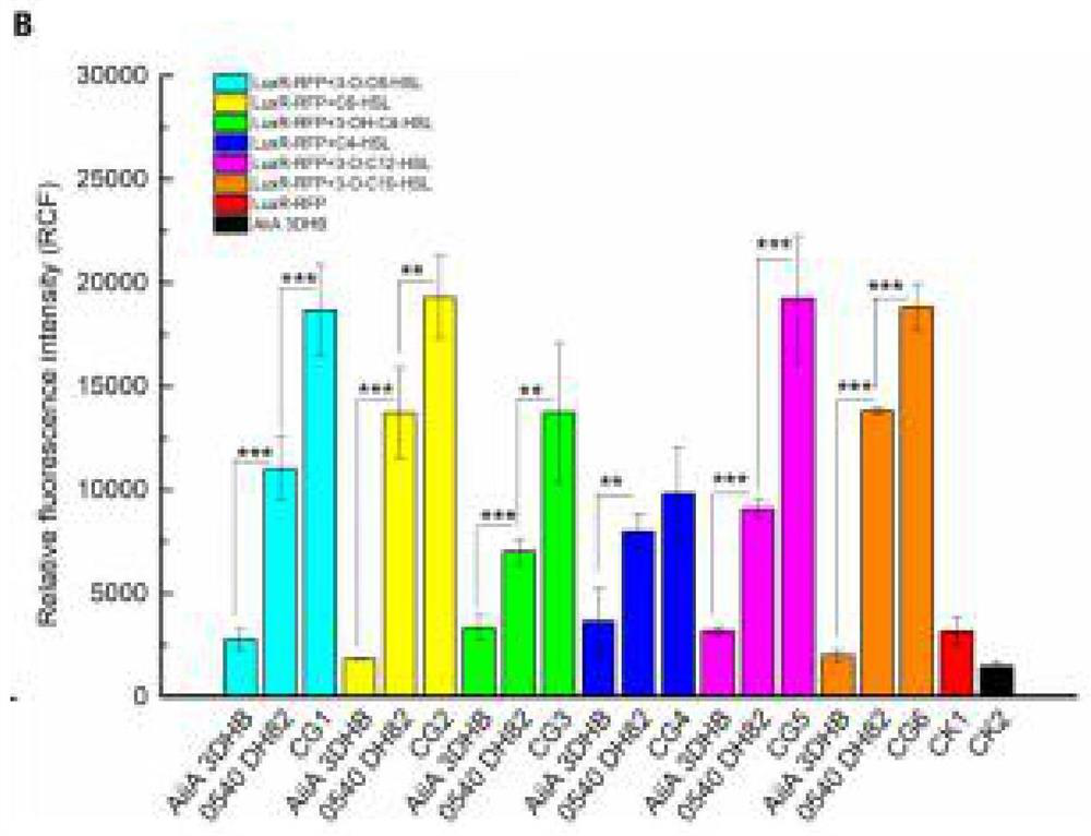 Bacillus velezensis YtnP-homologous lactonase, gene and application thereof