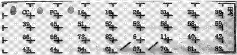 Kit for rapid detection of HPV genotypes with reverse dot blotting method