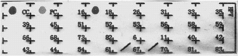 Kit for rapid detection of HPV genotypes with reverse dot blotting method