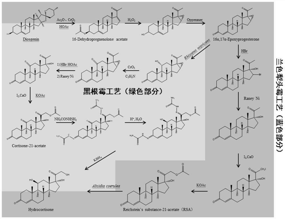 Steroidal 11β-hydroxylase from Curvularia lunae and its coding gene and application