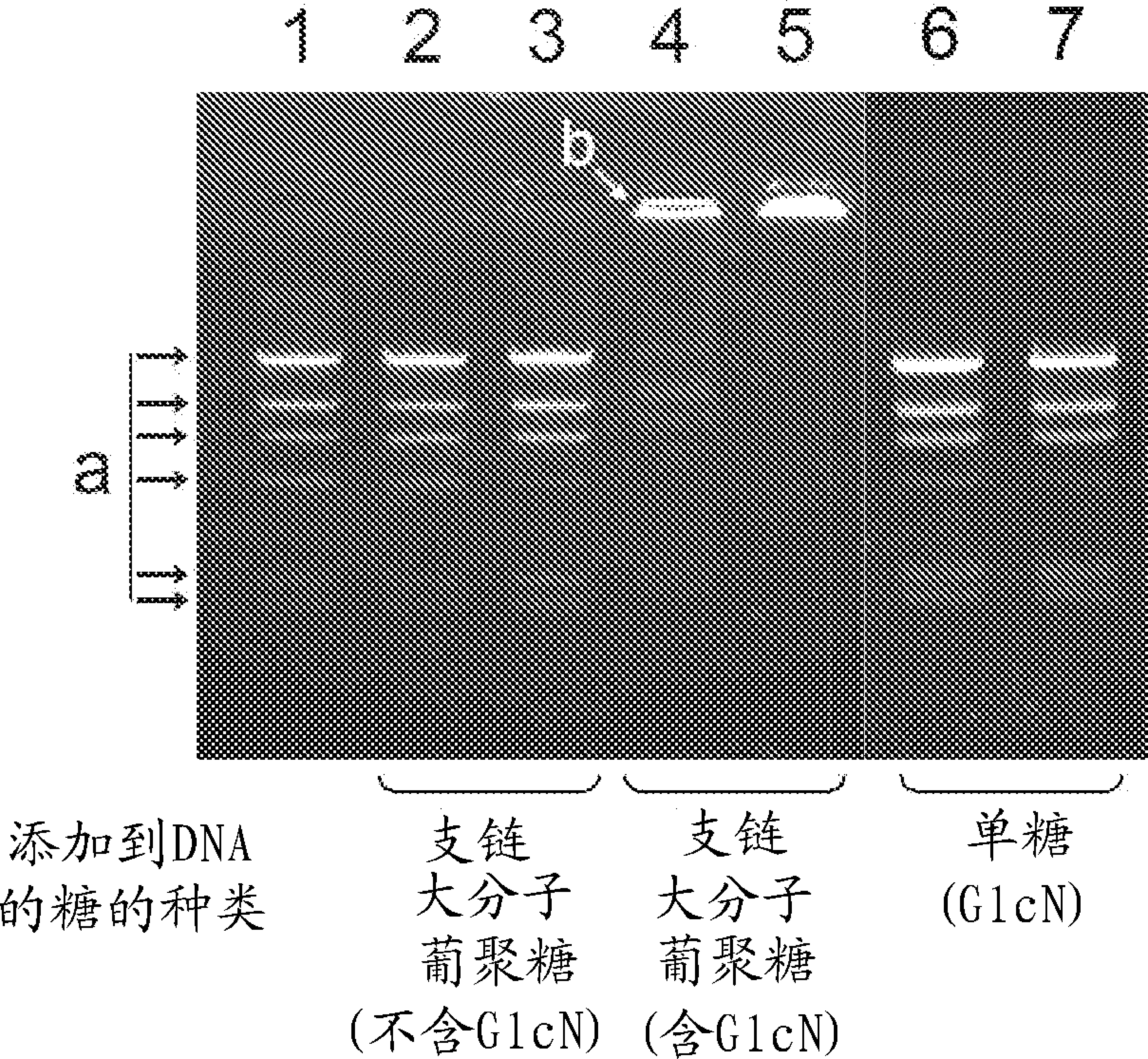 Amino sugar-containing glucan, method for producing same and use of same