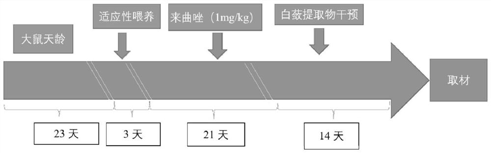 Application of radix ampelopsis extract in preparation of medicine for preventing and/or treating polycystic ovarian syndrome