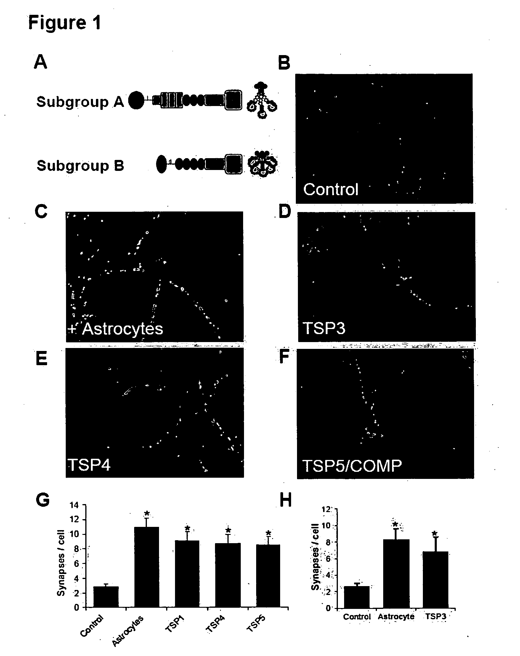 Modulation of synaptogenesis