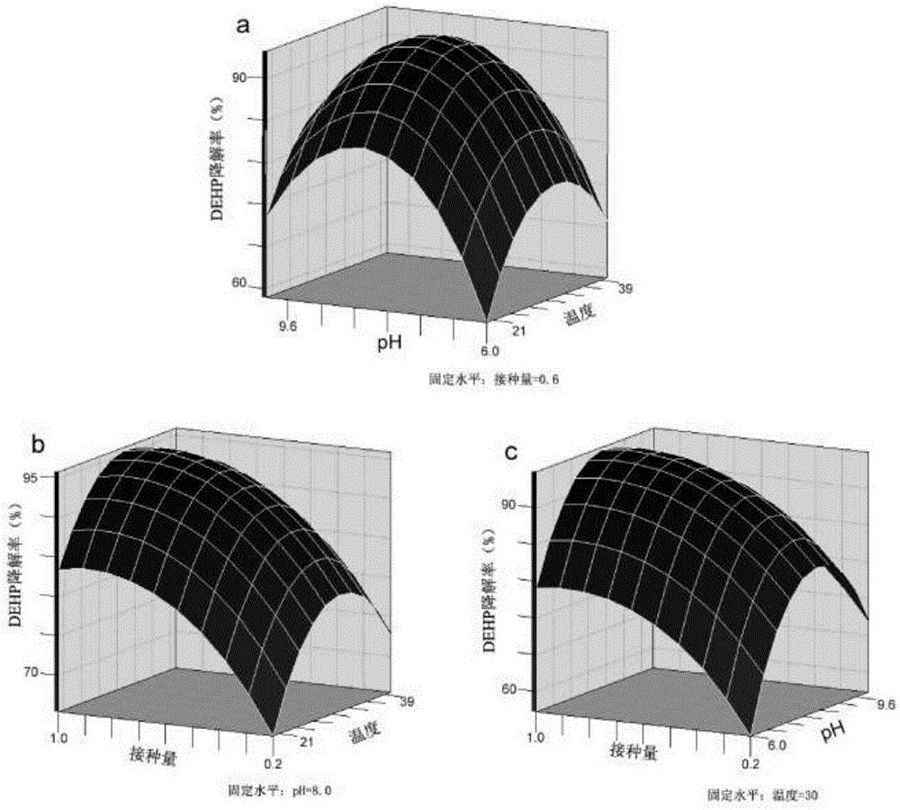 Method for repairing DEHP contaminated soil and lowering DEHP content in growing vegetables with Microbacterium sp.J-1