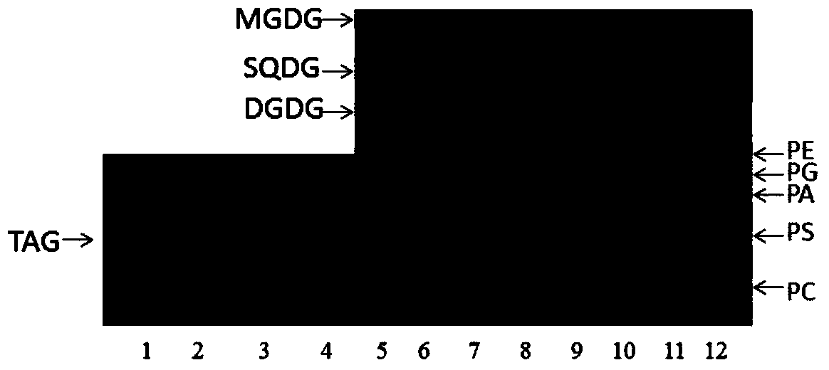 A method for rapid extraction and separation of lipid components in peony seeds