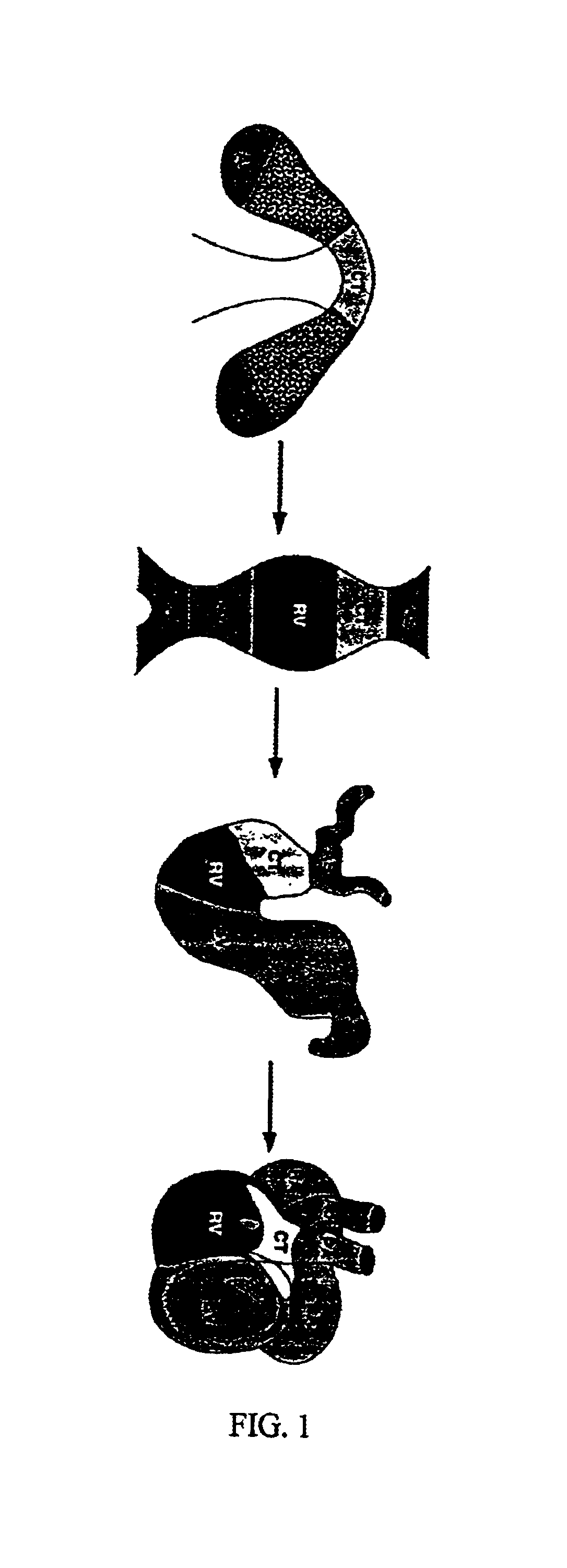 Methods and compositions relating to a cardiac-specific nuclear regulatory factor