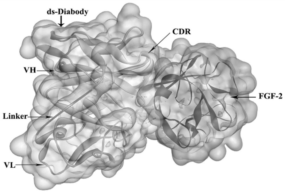 A high-affinity anti-fgf-2 disulfide bond-stabilized human double-chain antibody and its application