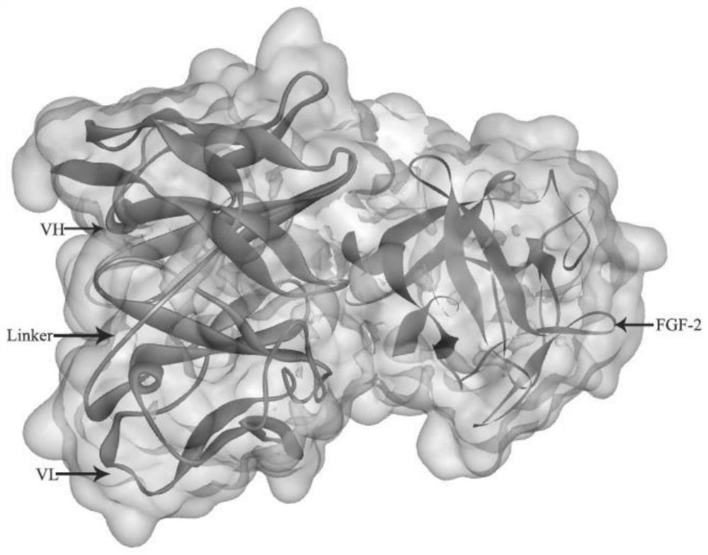 A high-affinity anti-fgf-2 disulfide bond-stabilized human double-chain antibody and its application