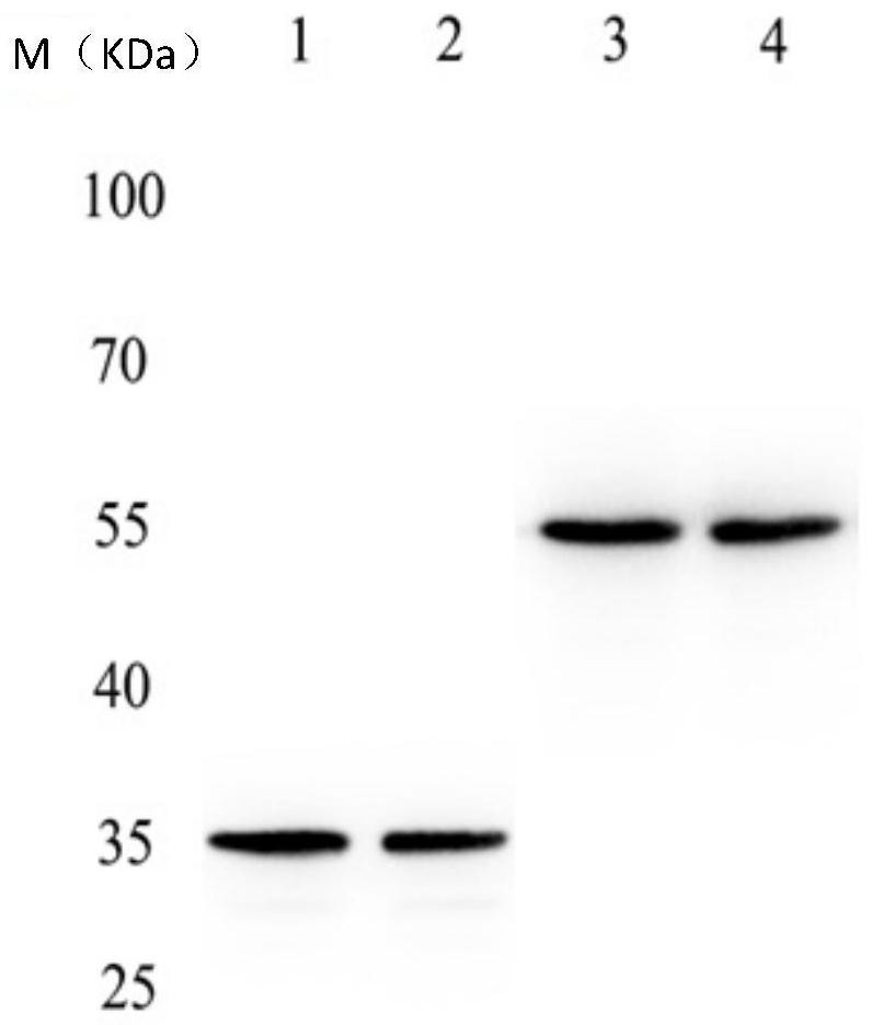 A high-affinity anti-fgf-2 disulfide bond-stabilized human double-chain antibody and its application