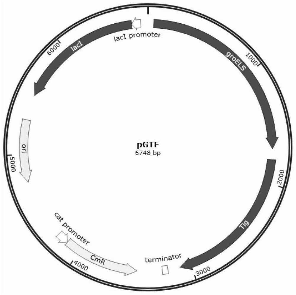 Method for efficiently expressing structural proteins of Senecavirus A