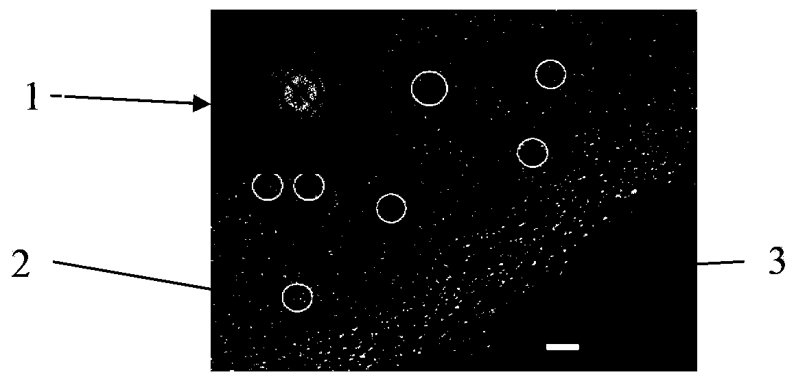 Silicon-silicon oxide-carbon composite material, lithium ion secondary battery anode material, preparation methods of two and application of composite material