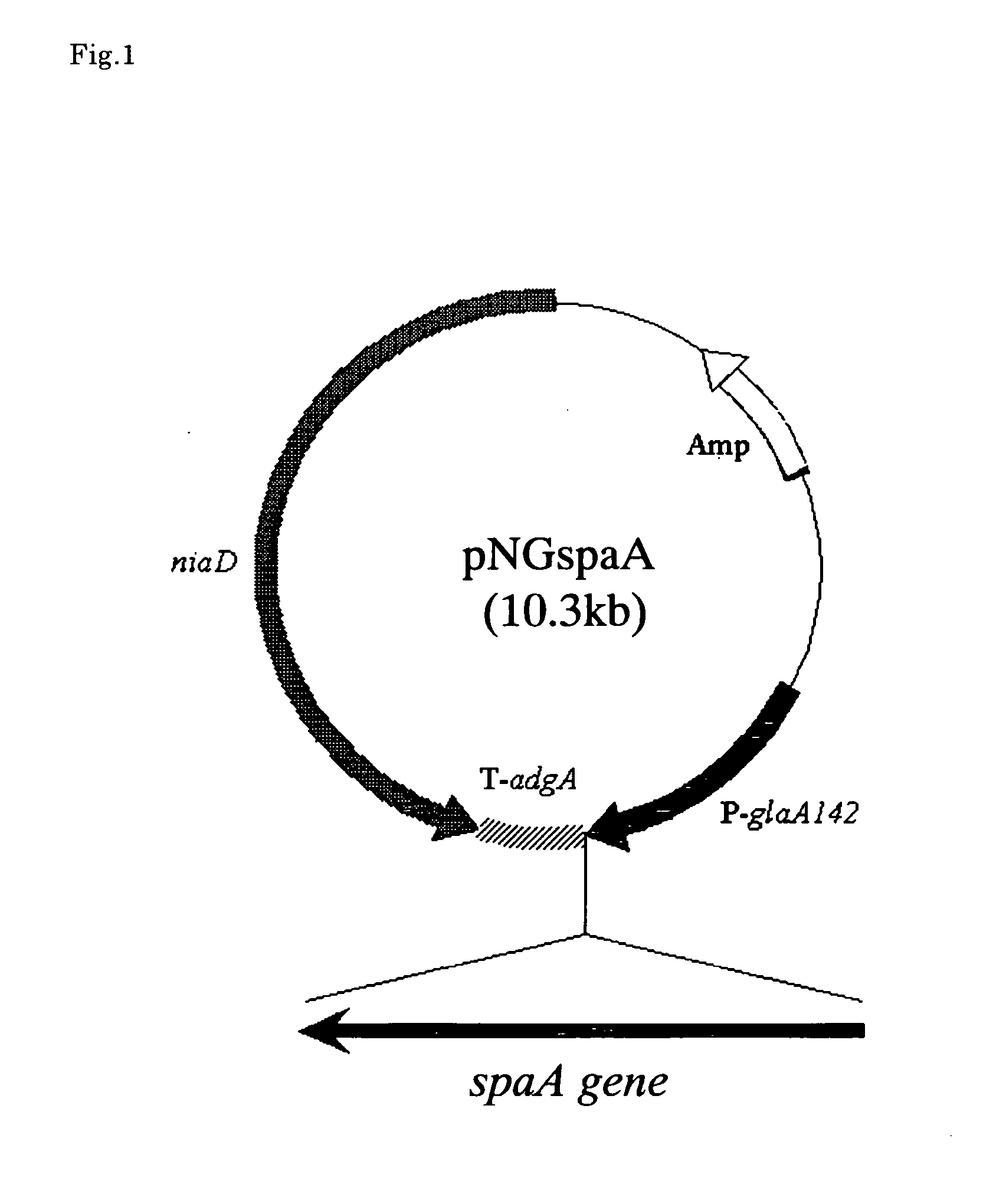 Koji mold-origin phospholipase a2