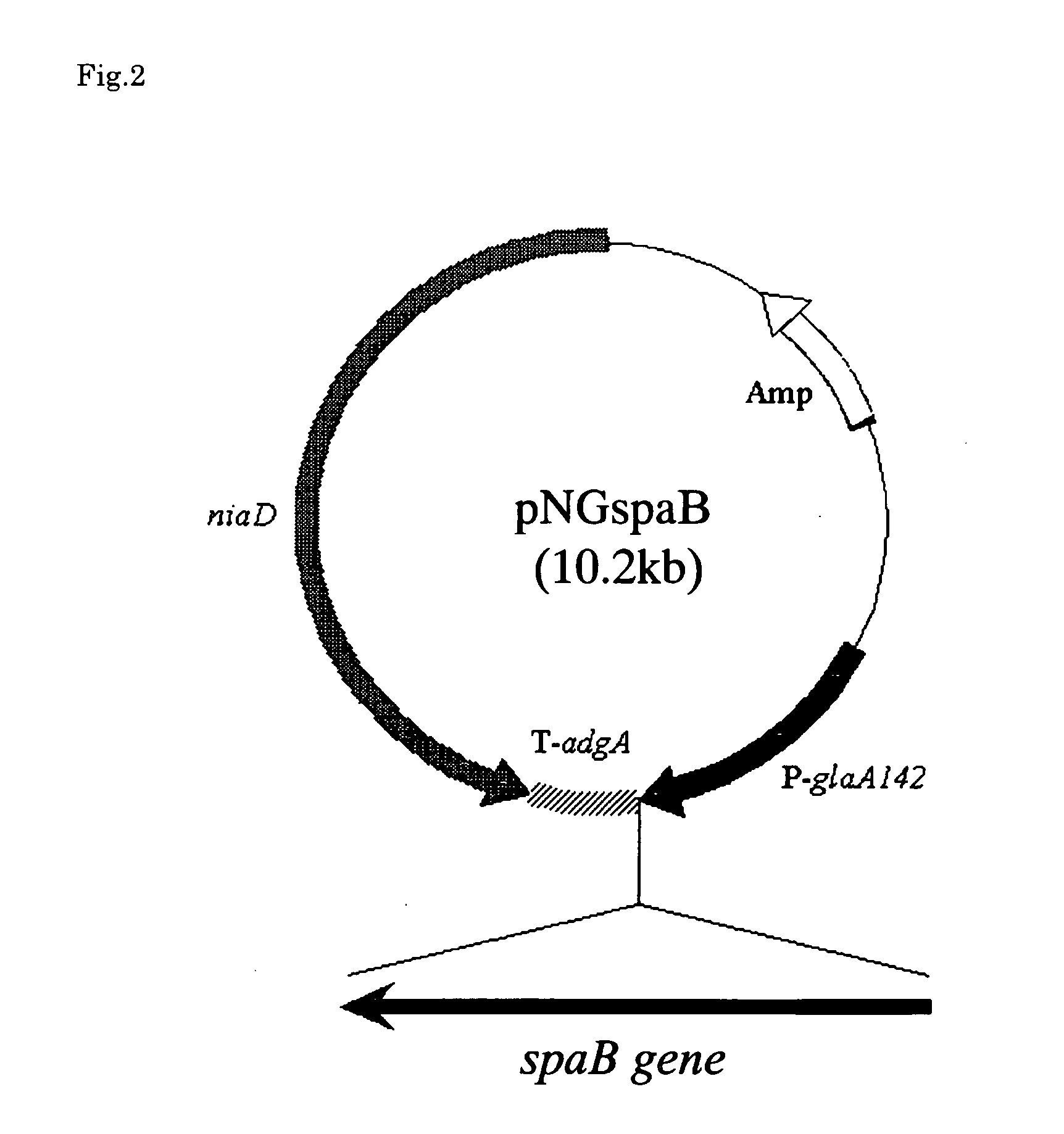 Koji mold-origin phospholipase a2