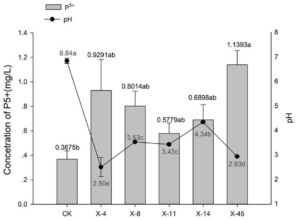 Serratia X-45 for improving abundance of indigofera pseudotinctoria probiotic microorganisms and application of