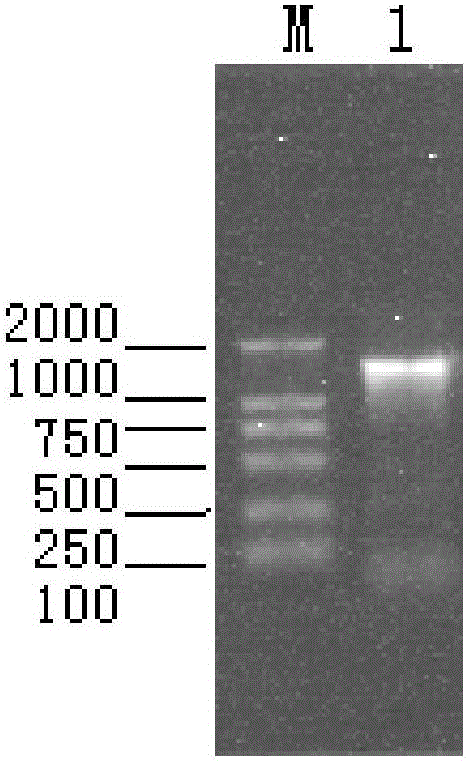 Porcine parvovirus VP2 protein