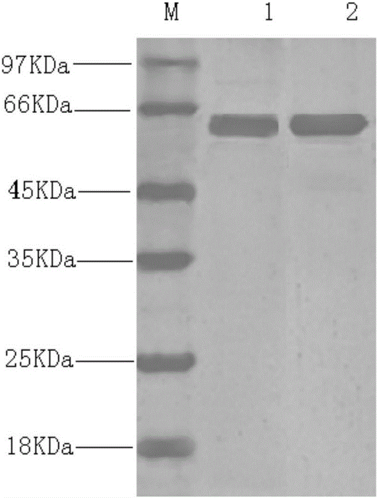 Porcine parvovirus VP2 protein