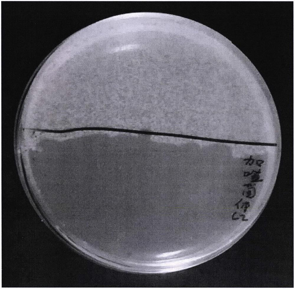 Phage and application thereof