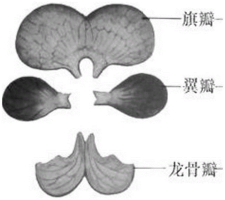 Artificial emasculation and hybrid control pollination method of robinia pseudoacacia L.