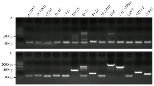 Reference gene screening method for stable expression of suaeda salsa under salt stress