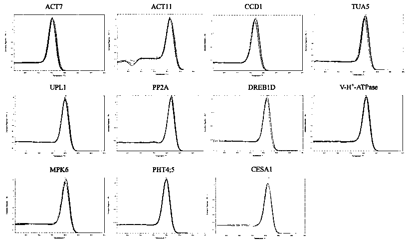 Reference gene screening method for stable expression of suaeda salsa under salt stress