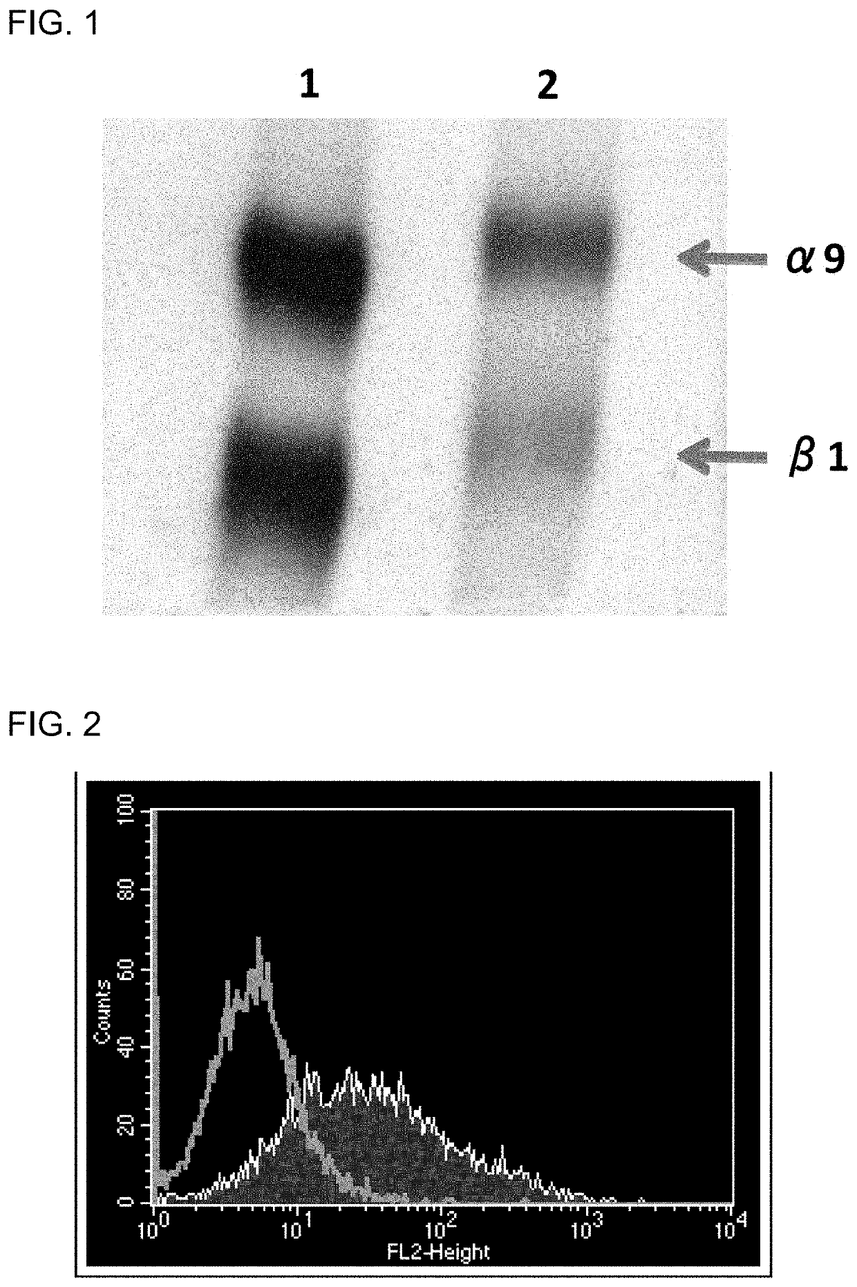 Fibrosis suppression by inhibiting integrin α-8 β-1 function