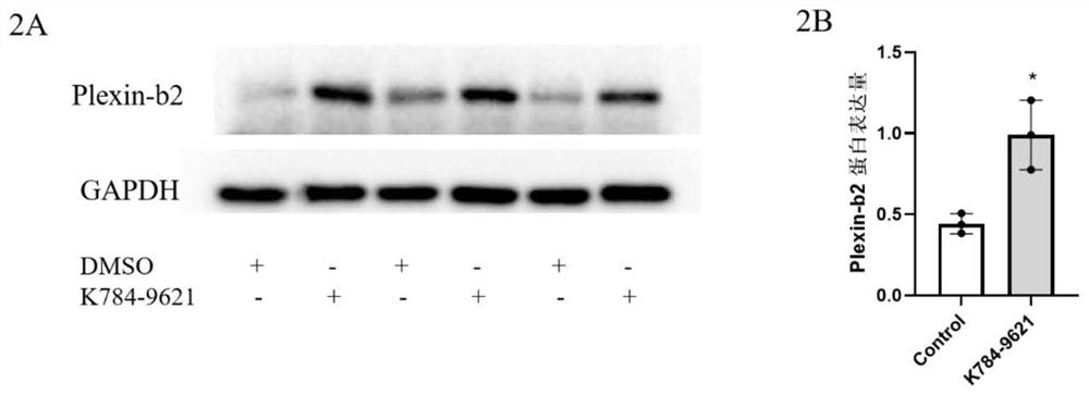 Aromatic compound as activator of neuroplexin-B2 and application of aromatic compound in preparation of medicine for treating osteoporosis