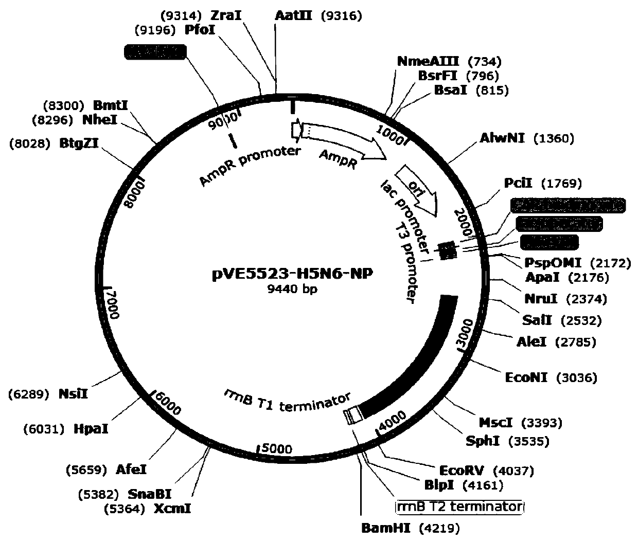 Three recombinant lactic acid bacteria for expressing avian influenza virus proteins as well as construction method and application thereof