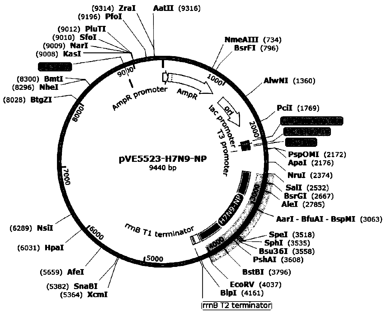 Three recombinant lactic acid bacteria for expressing avian influenza virus proteins as well as construction method and application thereof