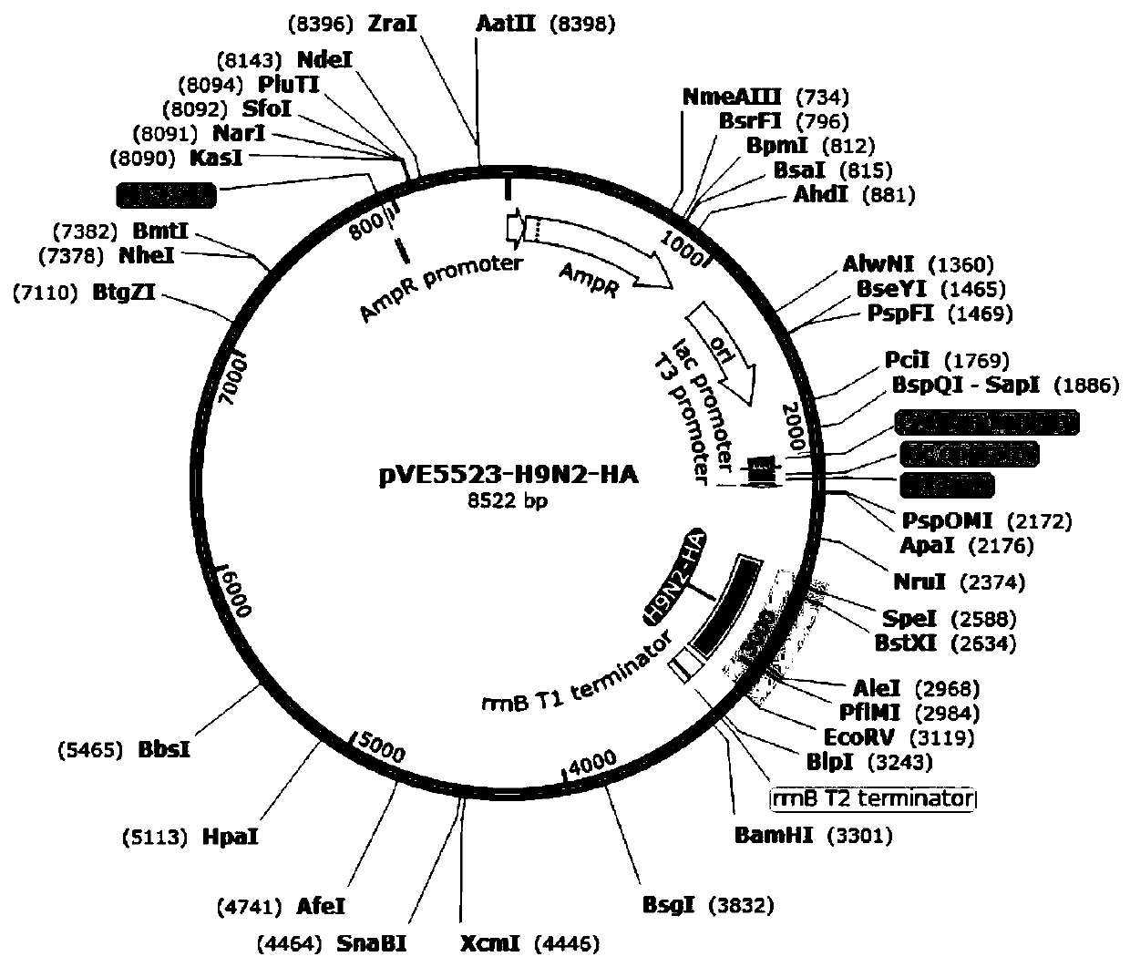 Three recombinant lactic acid bacteria for expressing avian influenza virus proteins as well as construction method and application thereof